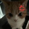 elathecatlover4ever