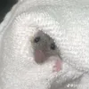 sloaky7