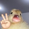 auliaaaasukataroooooo