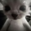 anna.coree