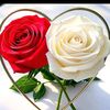 user518834248