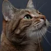 lamoustacheduchat