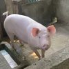 meosimmucuteowo
