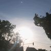 nopal_dsini77
