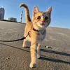 Les aventures de Sox