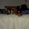 majo_28910