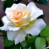 dena.ahmed519
