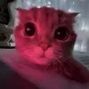 shsh_351