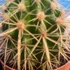 cactus857382