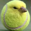 tenisbird4ever