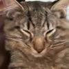 spacecat43211