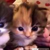 jaz._612