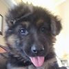 puppy.girl.i3