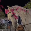 amna6626