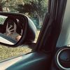 h_luceroo