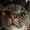 dilly_pickle29