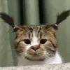 rhycap_day2