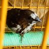 bread.bird234