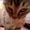 ccbmdmmtng