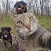 pet.kittencat