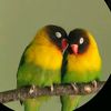 birdsinfo0