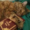 jesuslovesyou_lobster