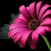 soniakhatun6333
