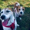 poppywithpups