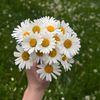 cream_cheese59