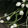 thuhuong30031