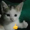 qisy_2