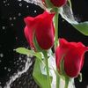 user2405910414835