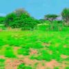 Abwaan dhuxul