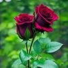 roseroseklinkli67