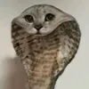krzykkskiek