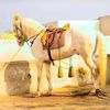 taimoorshah.786