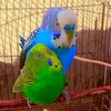 budgies707