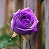 violet_rose414