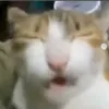 kitty..nunus