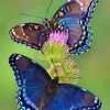 jahid.mirsad