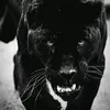 qaya_0