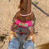 pup4847