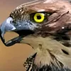 id_ff_715512790