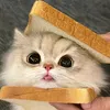 trangtitreviewgiadung6