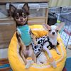 kiki_lovelydogs