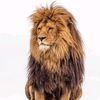 Lion of Judah