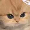 simpgailord