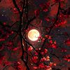 rose_alvinne