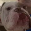 dog_acc11