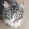 rhino_gtag